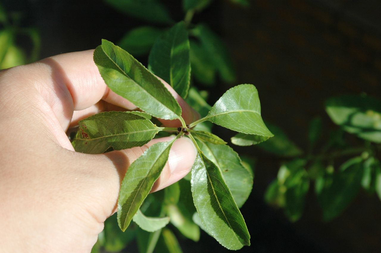 東洋ナッツ食品のごきげんさんブログ 当社庭園のアーモンド Livedoor Blog ブログ