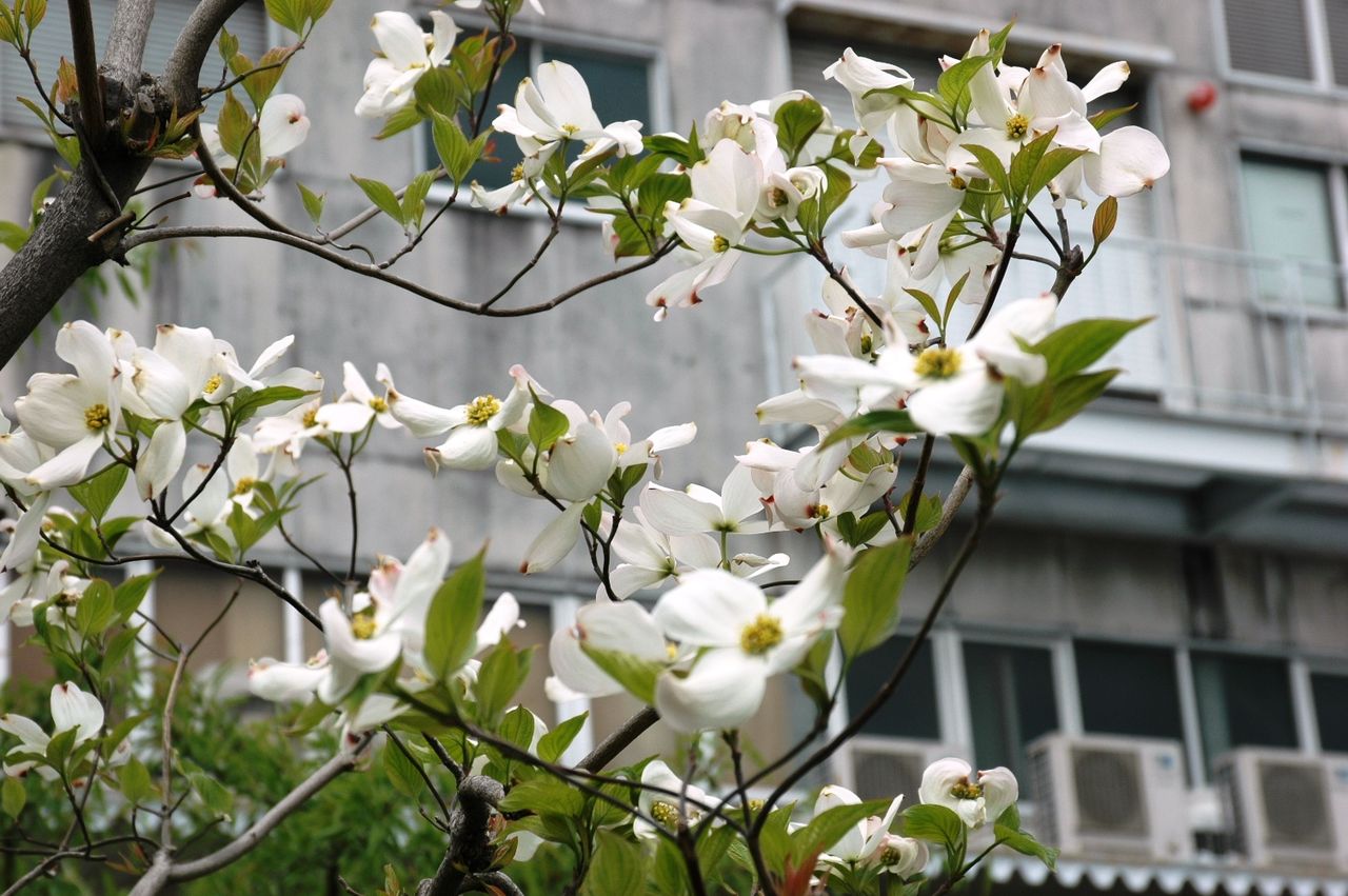 たくさんの鉢植えアーモンド近くで大きく目立つ白い花 東洋ナッツ食品のごきげんさんブログ