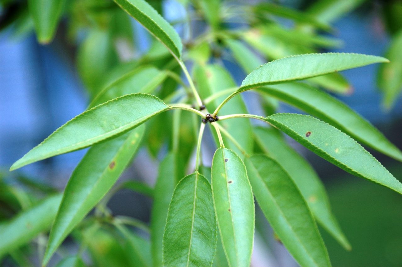 実生から生まれたアーモンド 花芽見つからず 東洋ナッツ食品のごきげんさんブログ