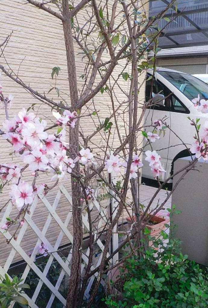 アーモンドの花だより ２４ 東洋ナッツ食品のごきげんさんブログ