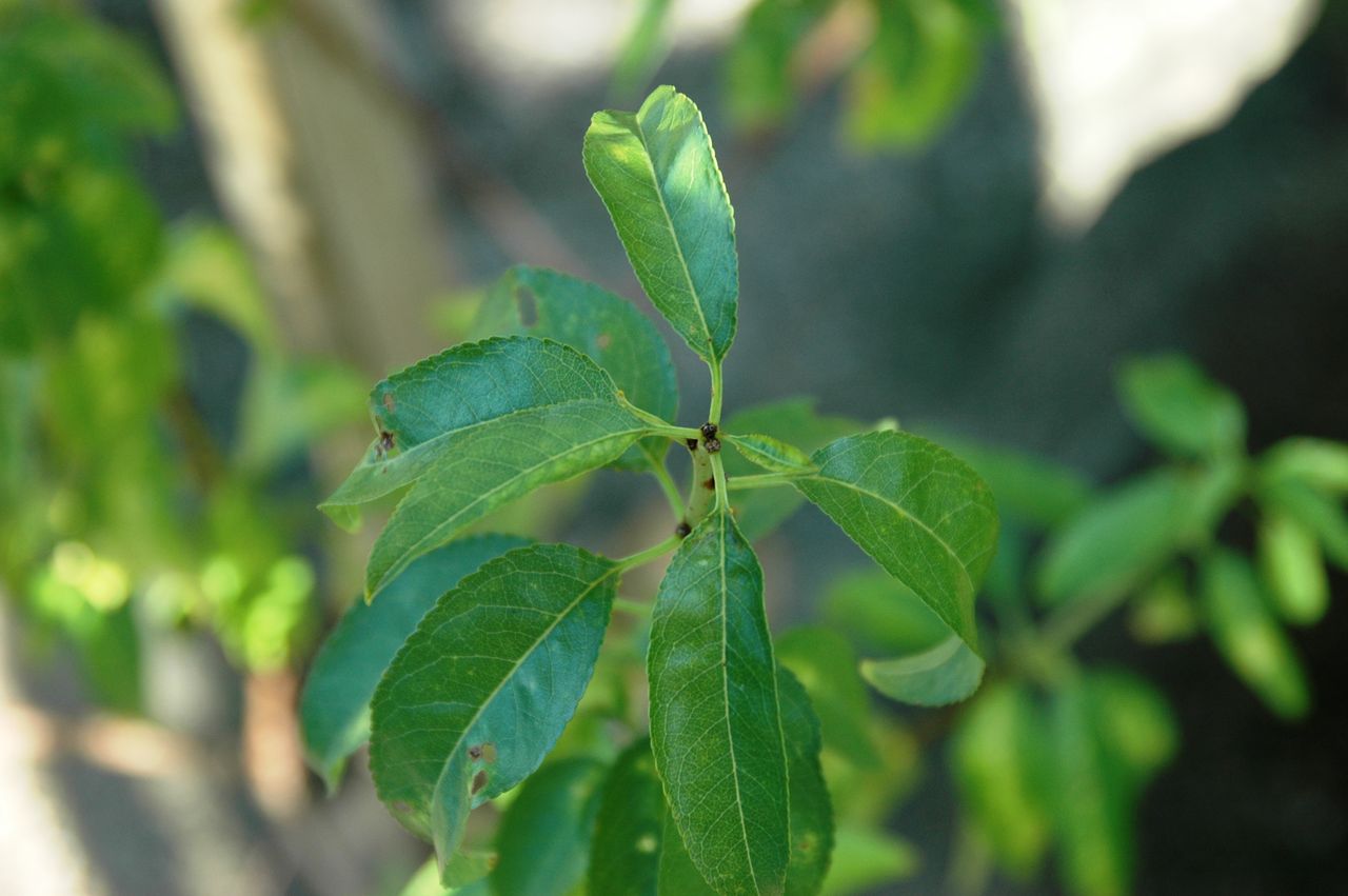 実生から生まれたアーモンド 花芽見つからず 東洋ナッツ食品のごきげんさんブログ