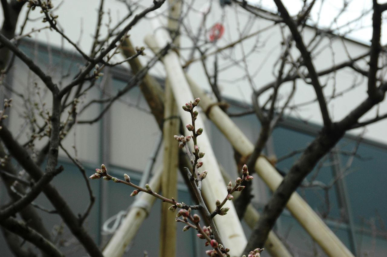 東洋ナッツ食品のごきげんさんブログ 開花 Livedoor Blog ブログ 東洋ナッツ食品のごきげんさんブログ 開花 Livedoor Blog ブログ