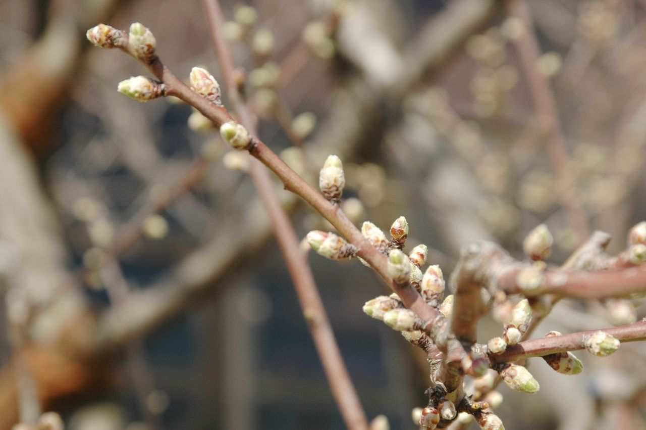 アーモンドの開花状況 ３ ３速報 東洋ナッツ食品のごきげんさんブログ