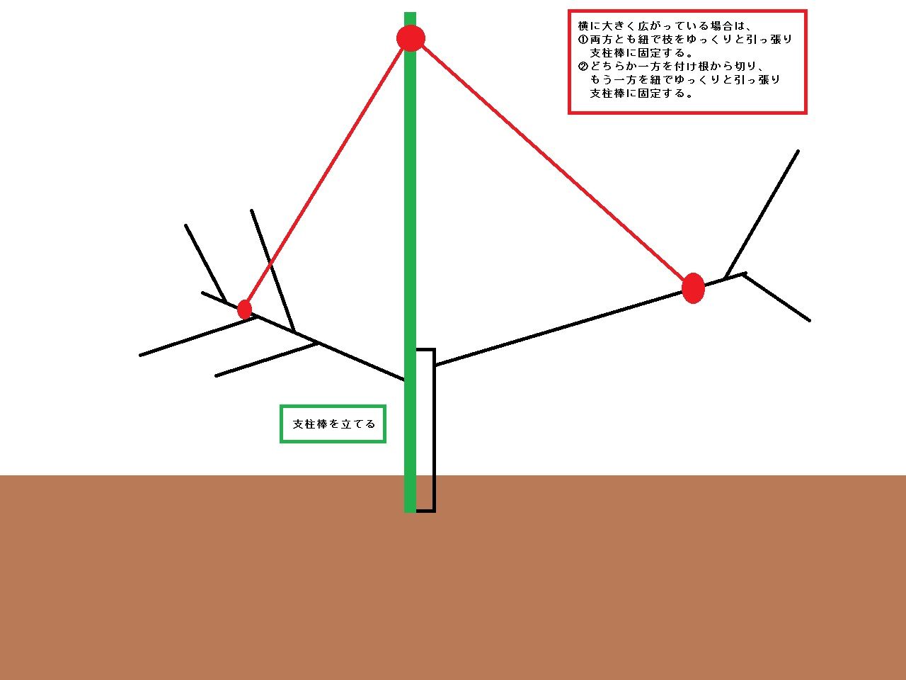 アーモンドの木の剪定作業 問い合わせからのポイント 東洋ナッツ食品のごきげんさんブログ