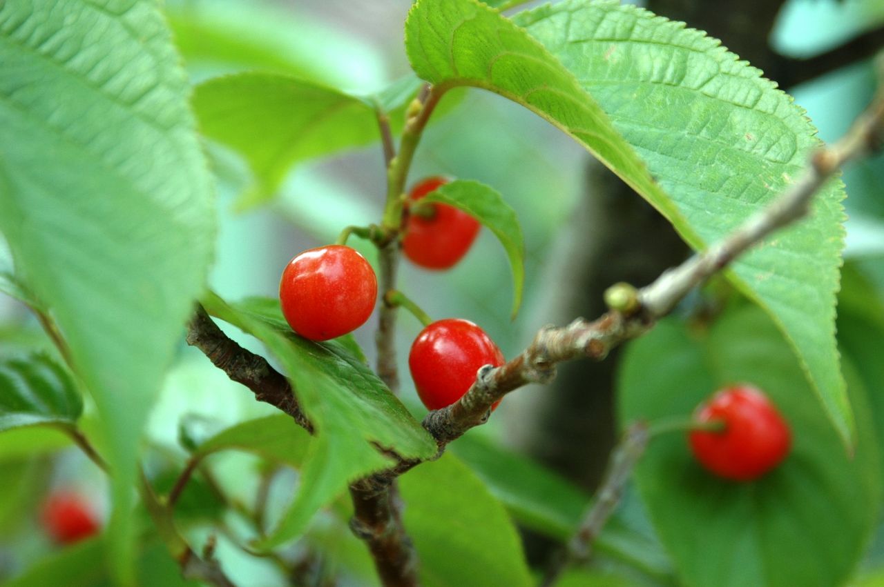 桜桃の味