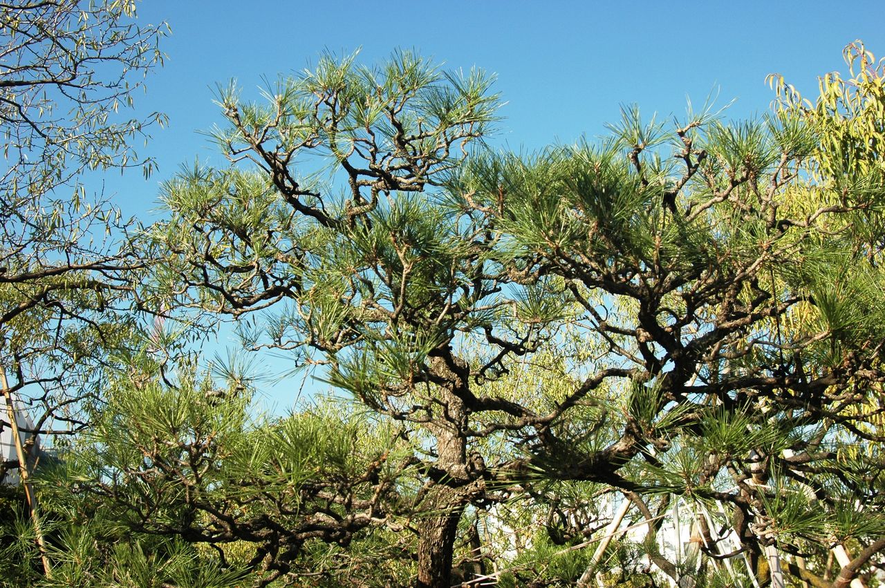 東洋ナッツ食品の庭で松の木を剪定 東洋ナッツ食品のごきげんさんブログ