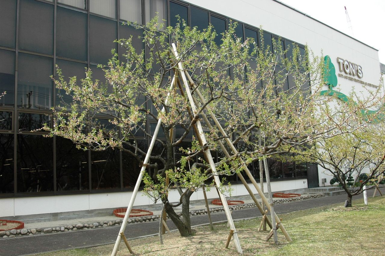 アーモンドの木 剪定作業に突入 東洋ナッツ食品のごきげんさんブログ