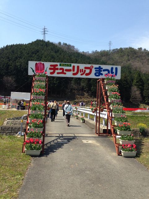 移住者が詳しく解説 豊岡市但東町 たんとうチューリップまつり16 豊岡市移住たいけんだん 移住者が詳しく解説 豊岡市但東町 たんとうチューリップまつり16 豊岡市移住たいけんだん