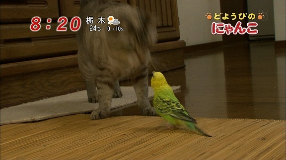 イメージ 8