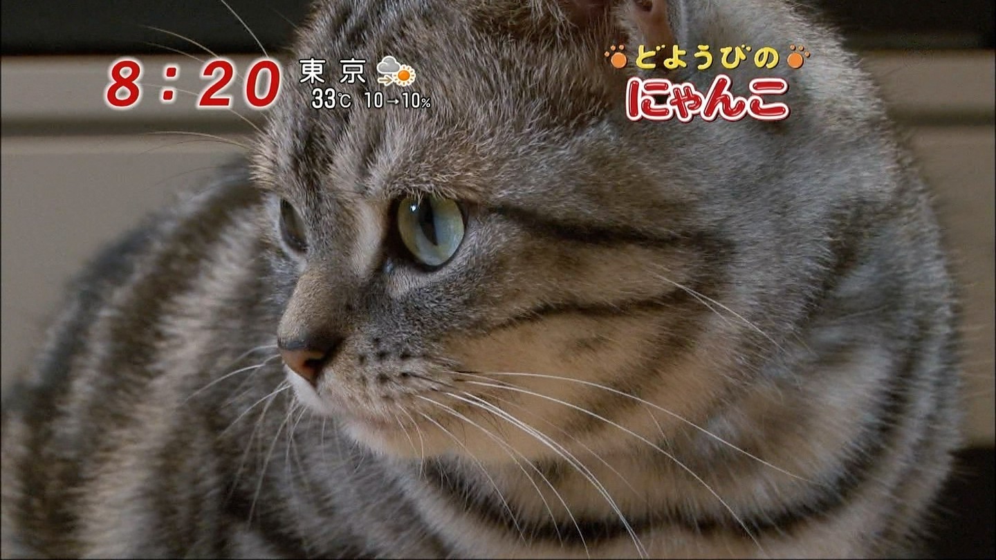 イメージ 11
