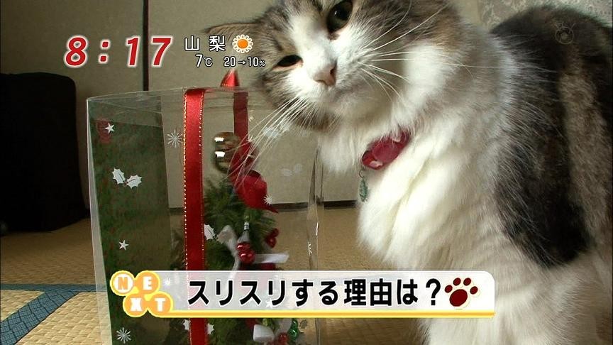 スリスリするにゃんこ りんごのブログ園 スリスリするにゃんこ りんごのブログ園