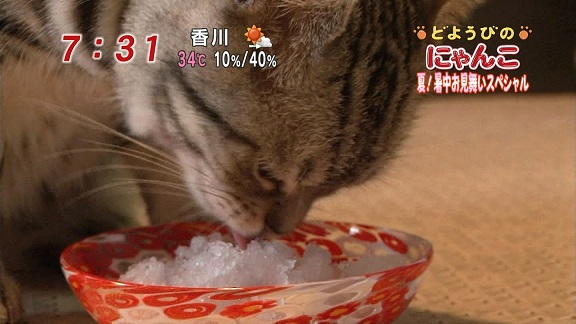 どようびのにゃんこ2011真夏スペシャル りんごのブログ園 どようびのにゃんこ2011真夏スペシャル りんごのブログ園
