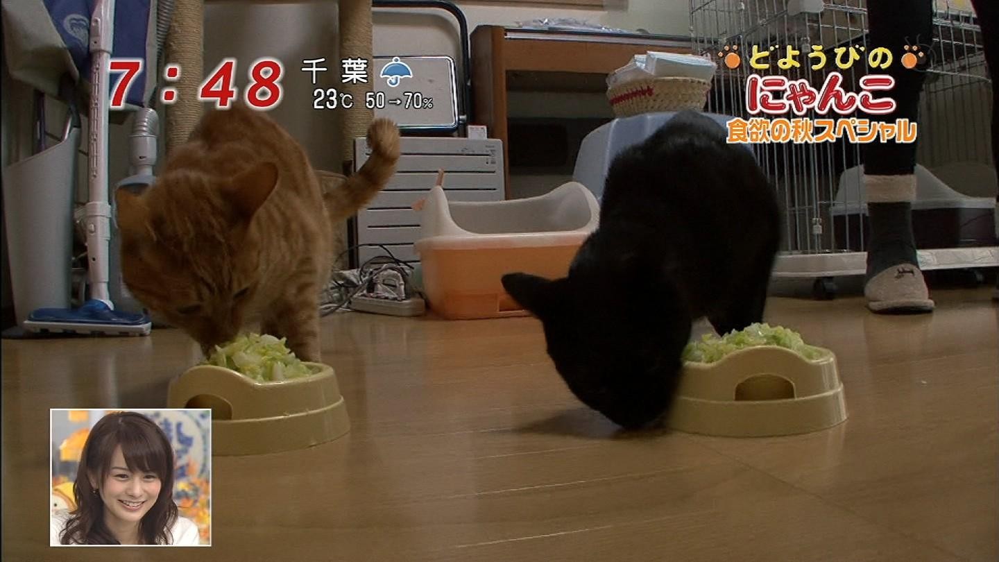 どようびのにゃんこ食欲の秋スペシャル りんごのブログ園