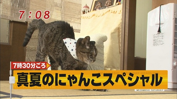 どようびのにゃんこ２０１１真夏スペシャル りんごのブログ園