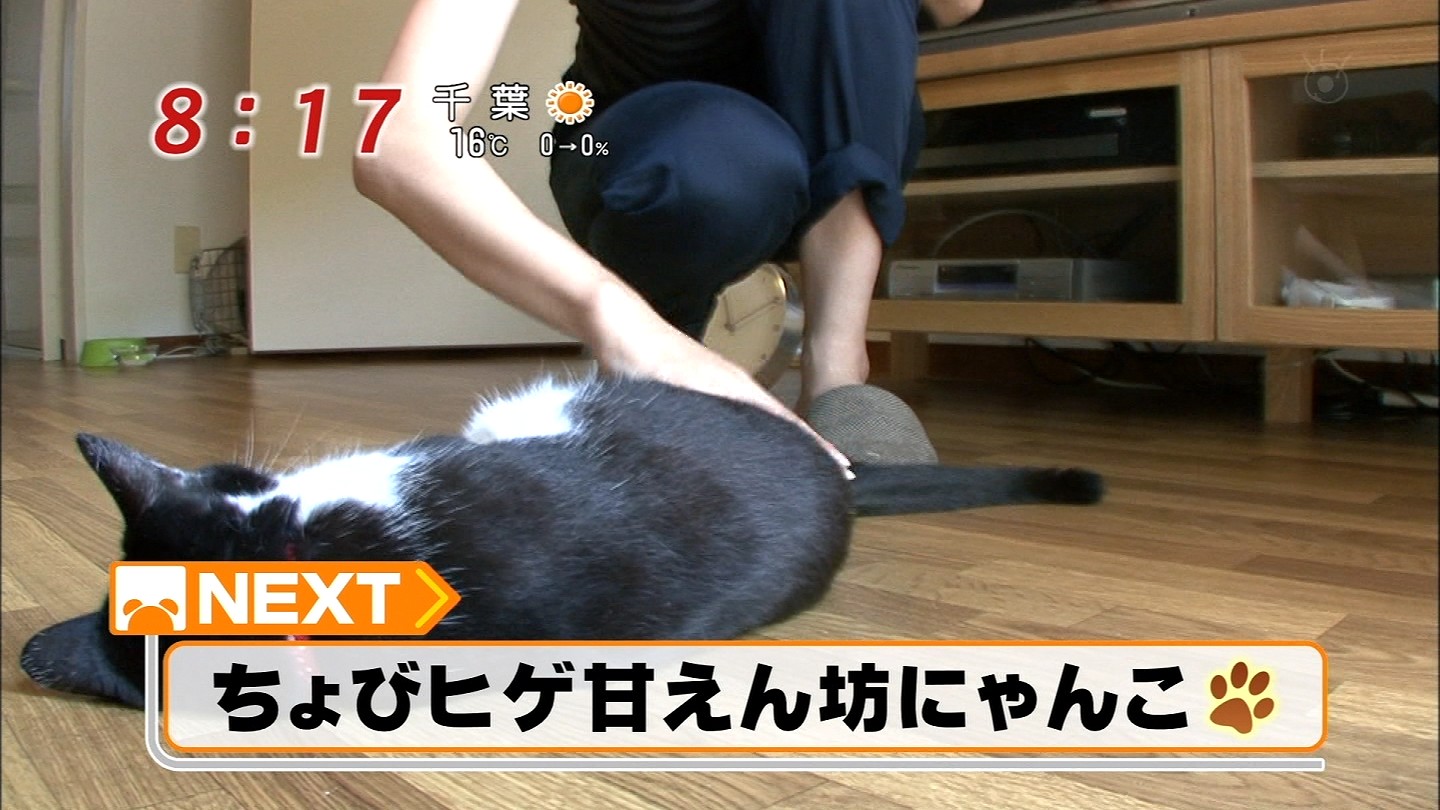 ちょびヒゲ甘えん坊にゃんこ りんごのブログ園 ちょびヒゲ甘えん坊にゃんこ りんごのブログ園