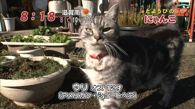 おばあさんと仲良しにゃんこ りんごのブログ園