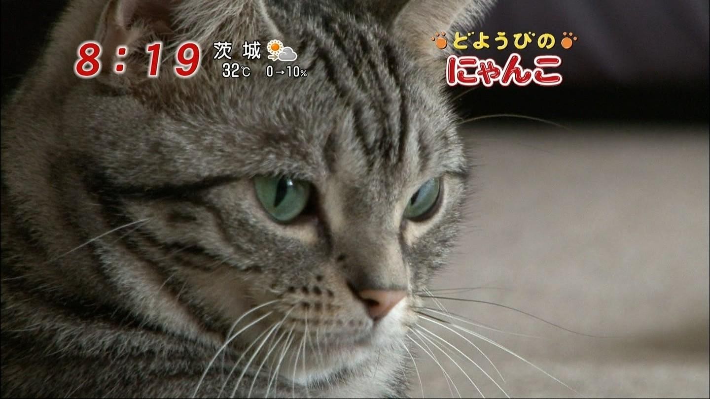 イメージ 11