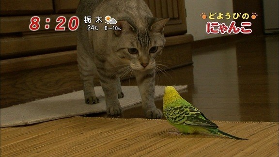 イメージ 7