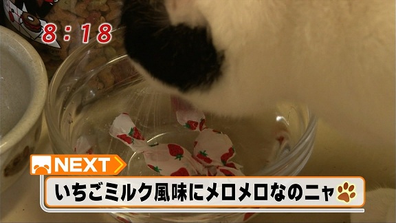 イチゴの水 大好きにゃんこ りんごのブログ園 イチゴの水 大好きにゃんこ りんごのブログ園
