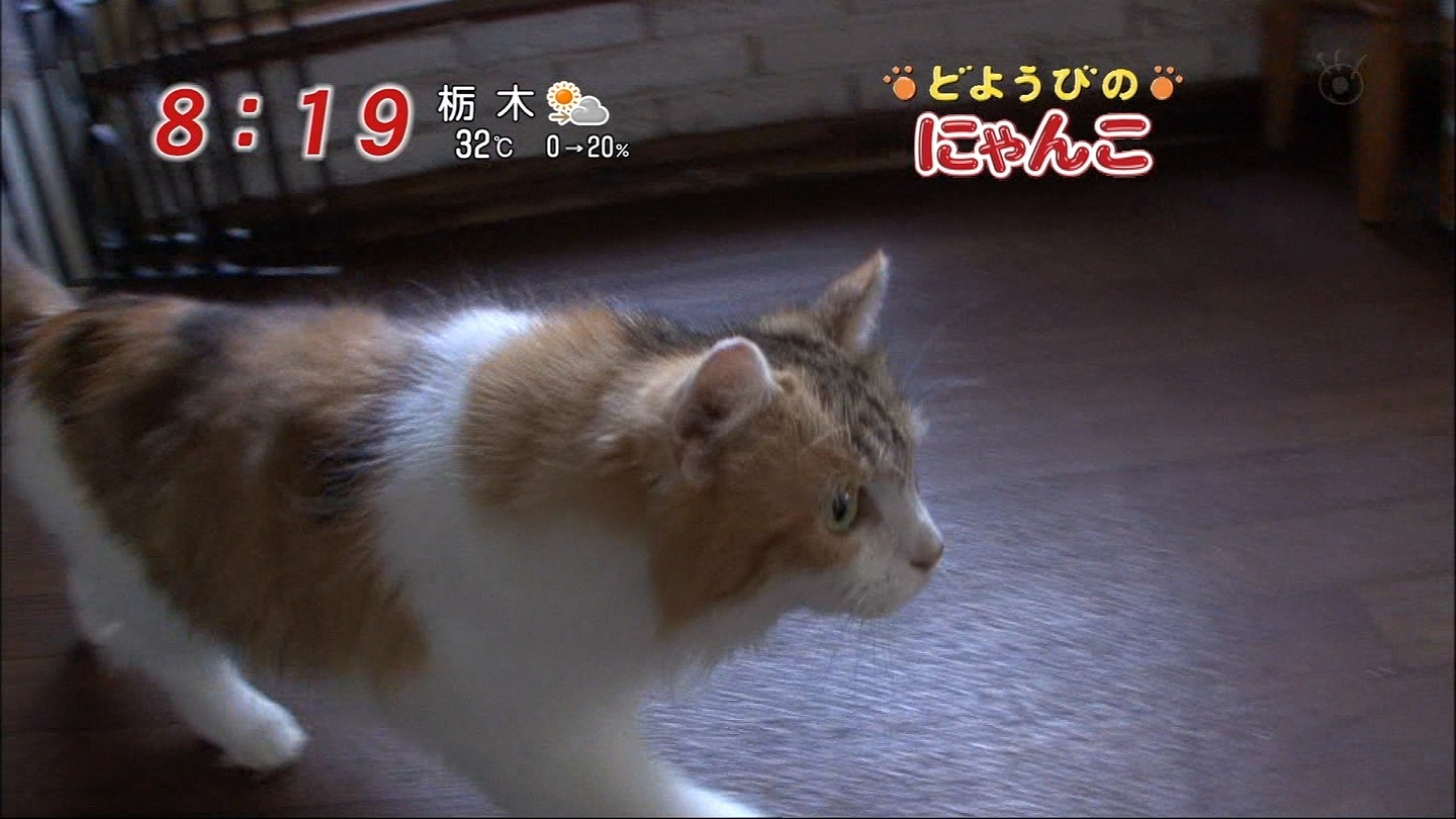 イメージ 8