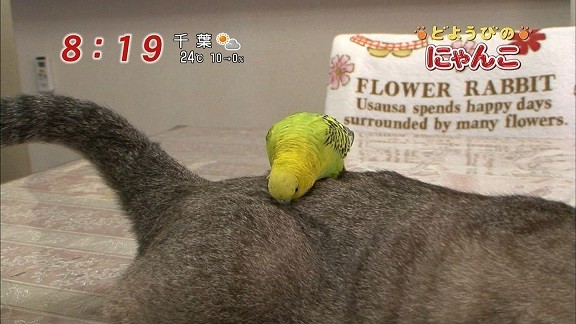 イメージ 19
