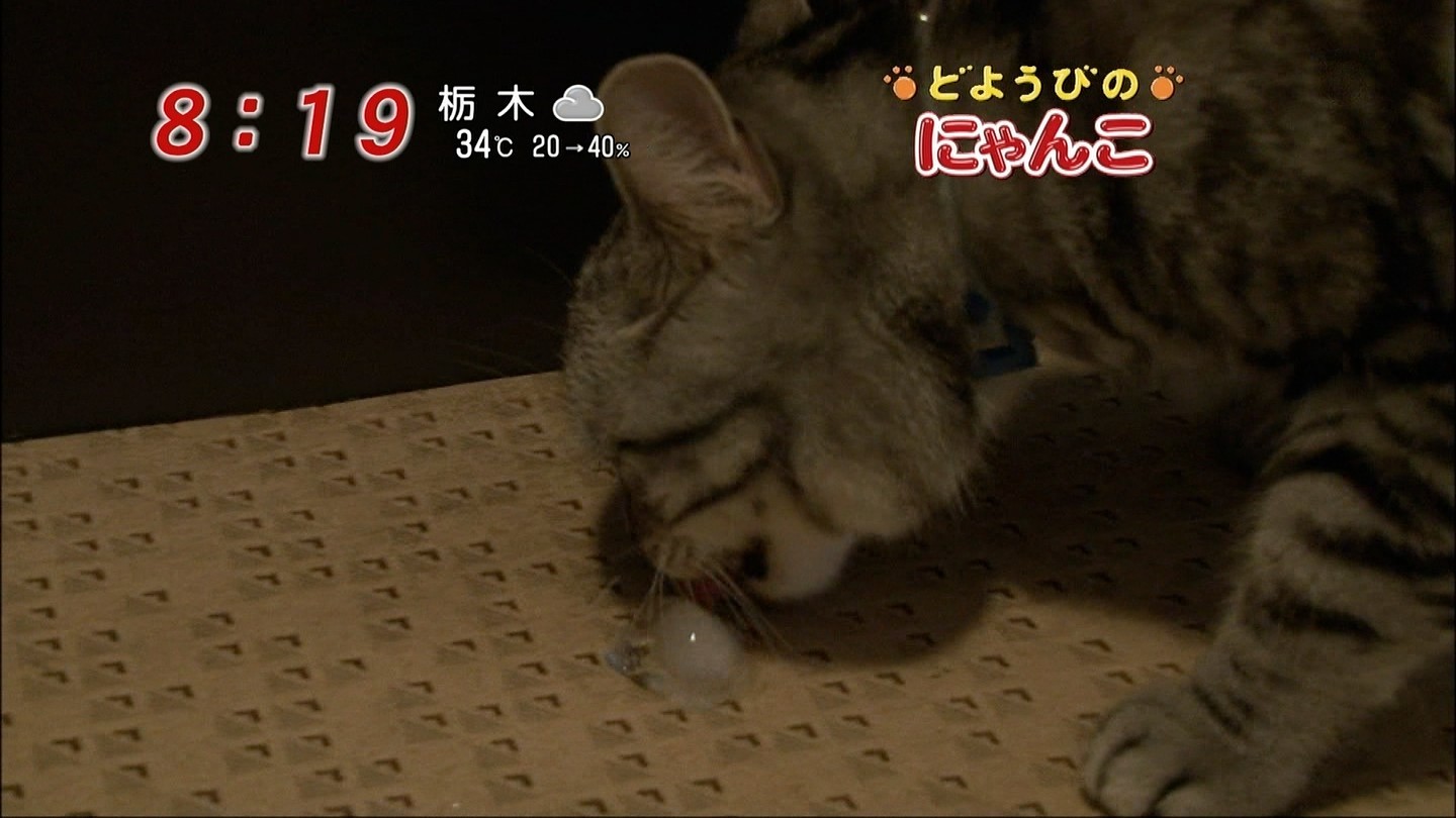 イメージ 5