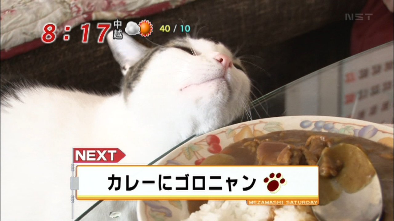 カレーにゴロニャン猫 りんごのブログ園