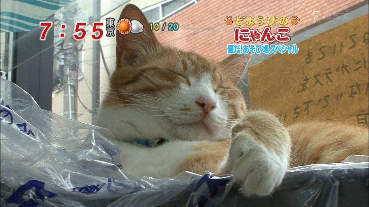 どようびのにゃんこ 夏だ 略 スペシャル りんごのブログ園 どようびのにゃんこ 夏だ 略 スペシャル りんごのブログ園