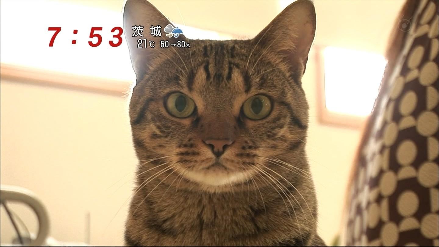 どようびのにゃんこ食欲の秋スペシャル りんごのブログ園 どようびのにゃんこ食欲の秋スペシャル りんごのブログ園