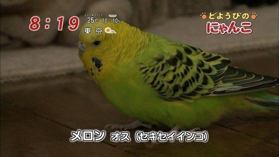 イメージ 13