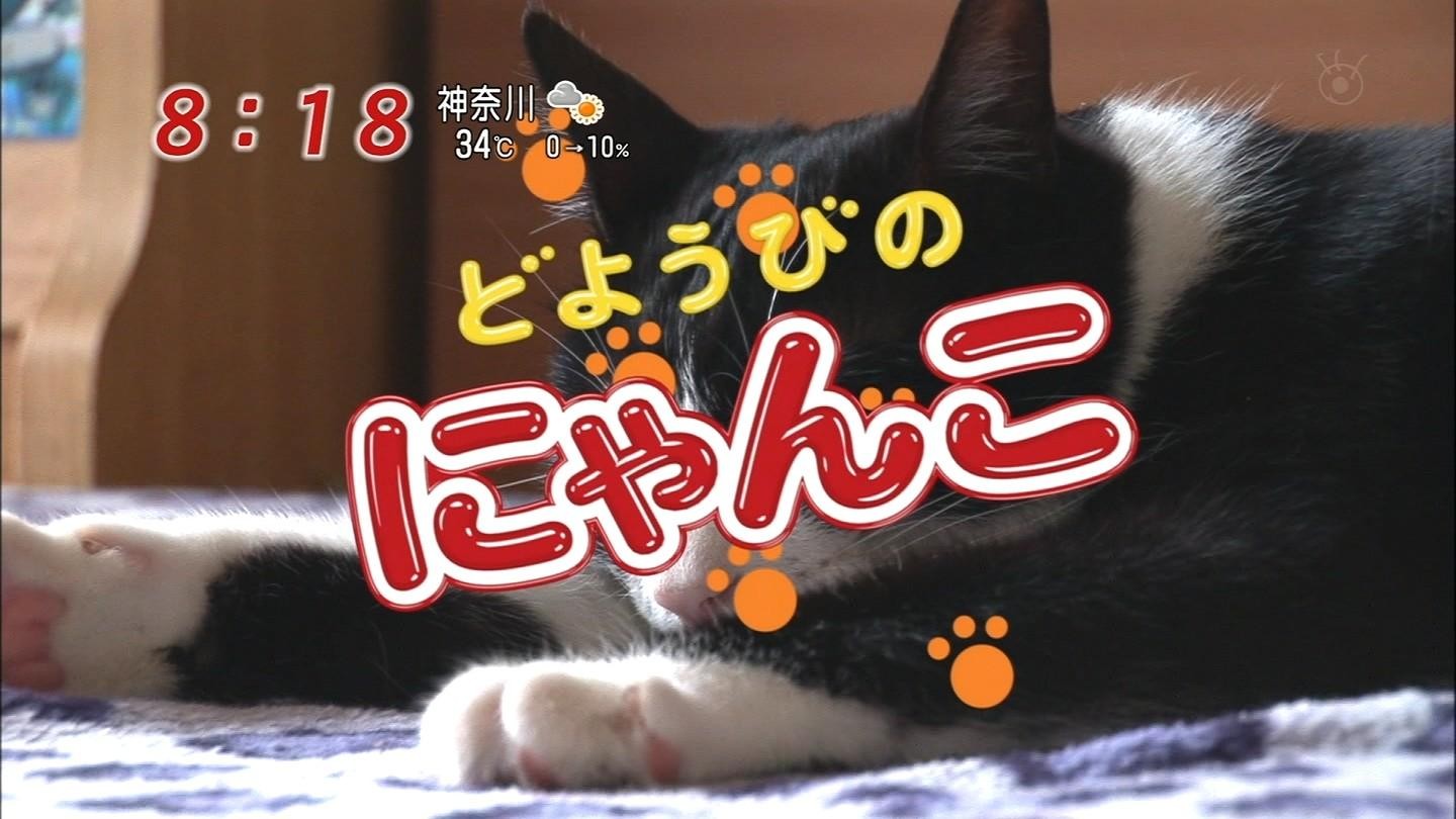 ☆スイカ猫♪(≧ω≦)/ : りんごのブログ園