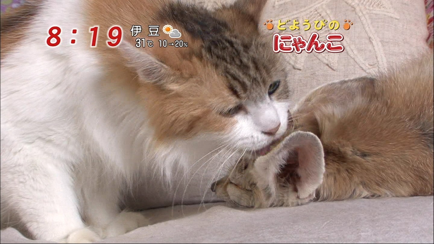イメージ 10
