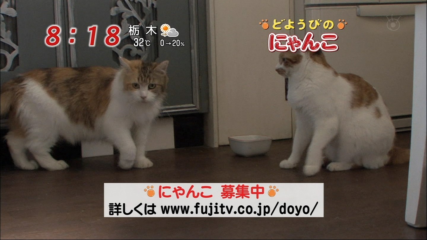 イメージ 7