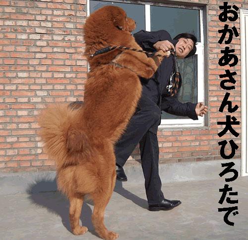 意識喪失 ホッテントット族 とは デメロールで 縄跳び エレクトロニクス 意識喪失 ホッテントット族 とは デメロールで 縄跳び エレクトロニクス