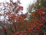 DSCF8752