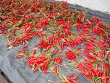 DSCF4599