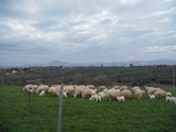 DSCF3172