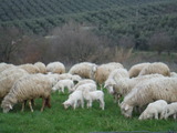 DSCF3171