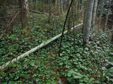 DSCF7416