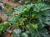 DSCF6923