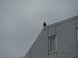 DSCF7567