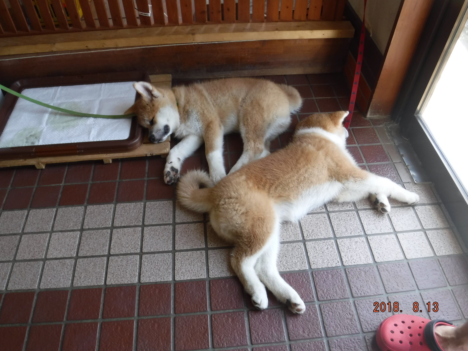 ふるさわ温泉 秋田犬の赤ちゃんとご対面 Toyotaboxyのblog ふるさわ温泉 秋田犬の赤ちゃんとご対面 Toyotaboxyのblog