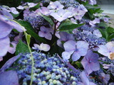 DSCF6952