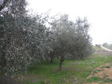 DSCF3167
