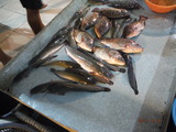 DSCF8872