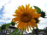 DSCF6972