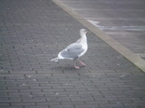 DSCF2949