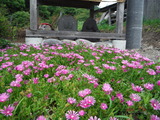 DSCF6992