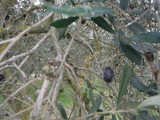 DSCF3169