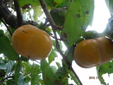 DSCF4594